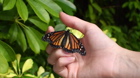 Monarch Butterfly on the human hand. Stock Footage 240753015