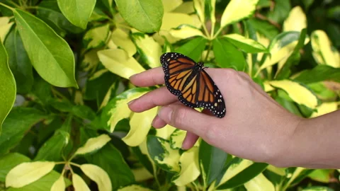 Monarch Butterfly on the human hand. Stock Footage 240753691