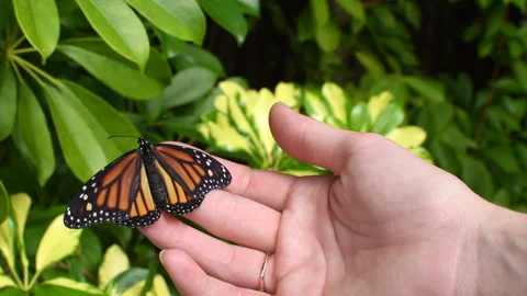 Monarch Butterfly on the human hand. Stock Footage 240753770