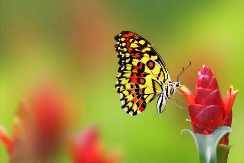 Monarch butterfly Stock Illustration