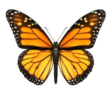 Monarch butterfly Illustrazione stock