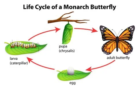 Monarch Butterfly Stock Illustration