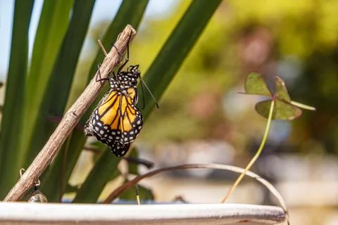 Monarch butterfly immediately after hatching from chrysalis.  Wings slowly un Stock Photos