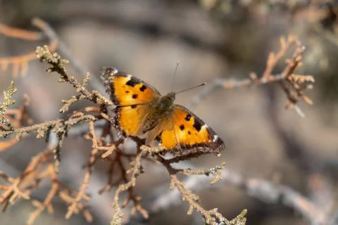 Monarch butterfly on a juniper tree Stock Photos