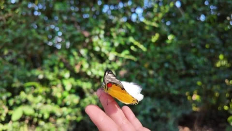 A Monarch Butterfly Lands Gently 库存影片 324561285