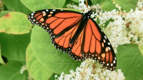 Monarch Butterfly on Leaf Up Close 02 库存影片 115787376