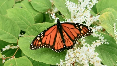 Monarch Butterfly on Leaf Up Close 库存影片 115787386
