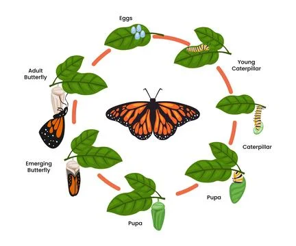 Monarch Butterfly life cycle evolution. Cartoon caterpillar insects metamor.. Stock Illustration