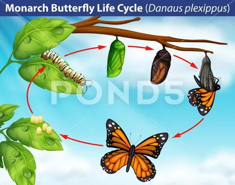 Monarch butterfly life cycle Stock Illustration ~ #94057072
