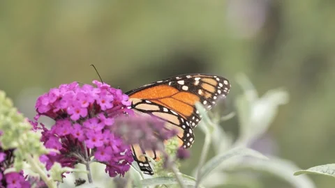 Monarch butterfly macro 2 Stock Footage 339790043