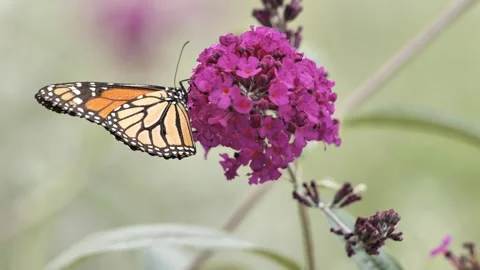 Monarch butterfly macro Stock Footage 339790008