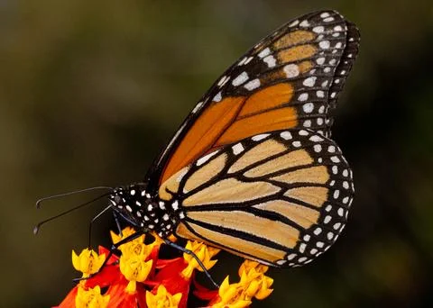 Monarch Butterfly Macro Stock Photos