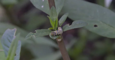 Monarch butterfly, metamorphosis cycle. Stock Footage 168048082