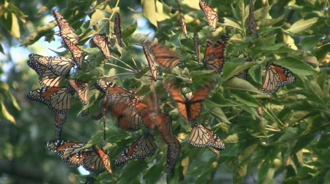 Monarch Butterfly Migration Cluster Stock Footage 513993