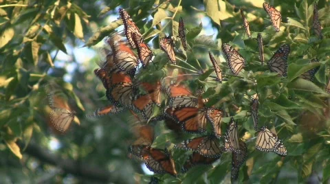 Monarch Butterfly Migration Cluster Stock Footage 516723