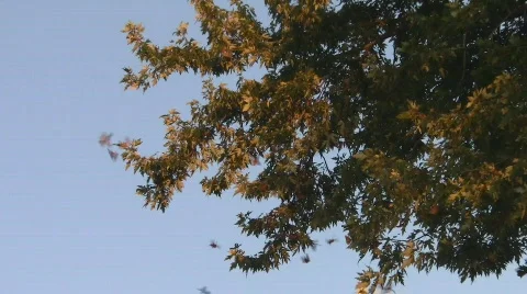 Monarch Butterfly Migration Stock Footage 513616