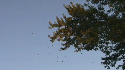 Monarch Butterfly Migration Stock Footage 516606