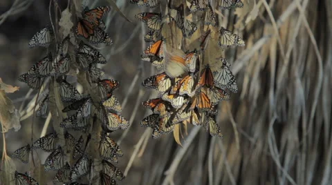 Monarch Butterfly migration Stock-Footage 46942937