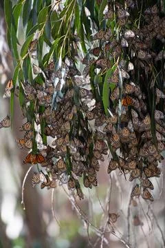 Monarch butterfly migration Stock Photos