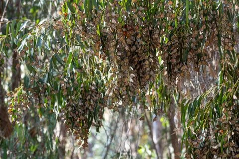 Monarch butterfly migration Stock Photos