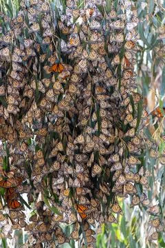 Monarch butterfly migration Stock Photos