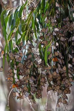 Monarch butterfly migration Stock Photos