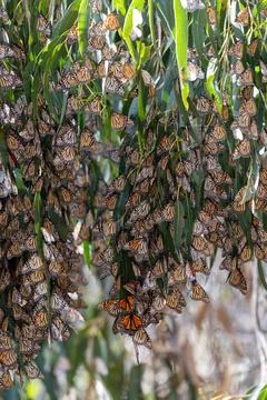 Monarch butterfly migration Stock Photos