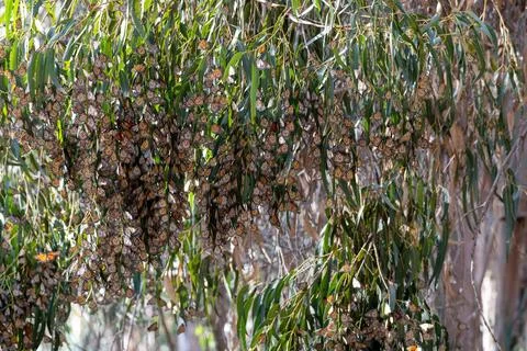 Monarch butterfly migration Stock Photos