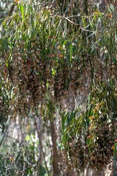 Monarch butterfly migration Stock Photos