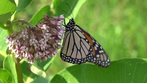 Monarch Butterfly on Milkweed Stock Footage 282038579