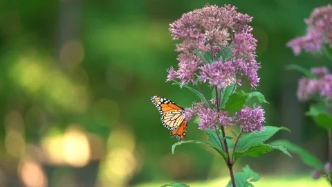 Monarch Butterfly Opening Wings Stock Footage