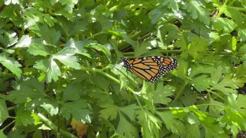 Monarch Butterfly Opening Wings 動画素材 336034425