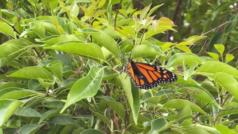 Monarch Butterfly Opening Wings 動画素材 338310356