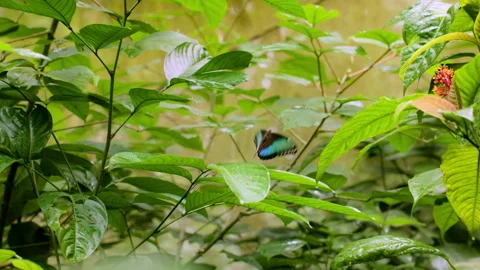 Monarch Butterfly Opens Blue Wings on Green Leaf in Tropical Rainforest. Stock Footage 338363183