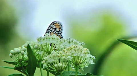 Monarch Butterfly perched on a flower Video stock 33652814