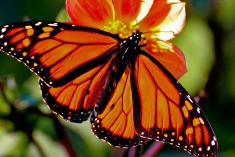 Monarch-Butterfly Stock Photos