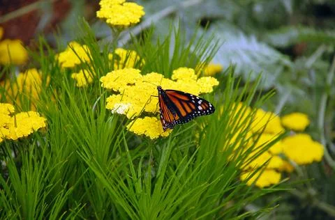 Monarch butterfly Stock Photos