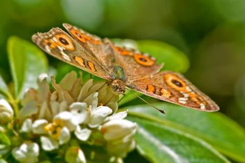 Monarch butterfly Stock Photos