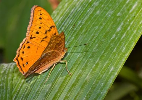 Monarch butterfly Stock Photos
