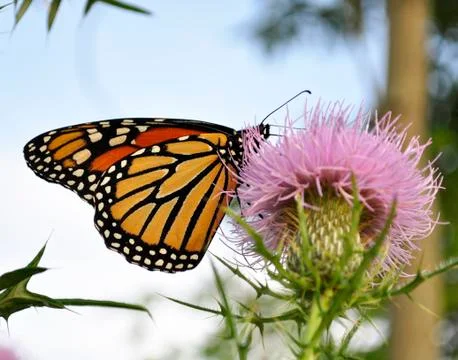 Monarch butterfly Stock Photos