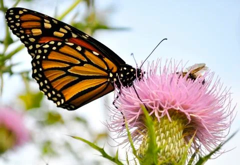 Monarch butterfly Stock Photos