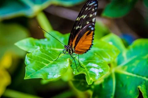 Monarch Butterfly 写真素材