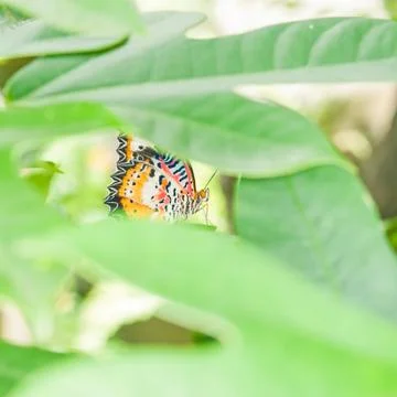 Monarch butterfly Stock Photos