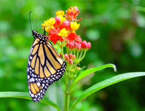 Monarch butterfly Stockfoto's