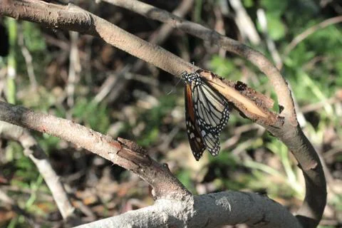 Monarch Butterfly Stock Photos