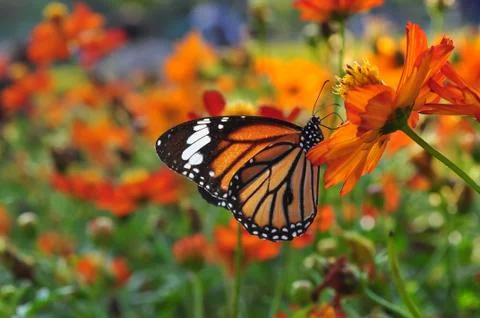 Monarch Butterfly Stock Photos