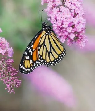 Monarch butterfly Stock Photos