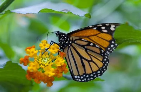 Monarch Butterfly Foto stock
