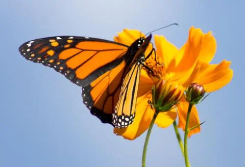 Monarch Butterfly 스톡 사진