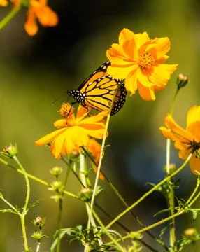 Monarch Butterfly Stock Photos